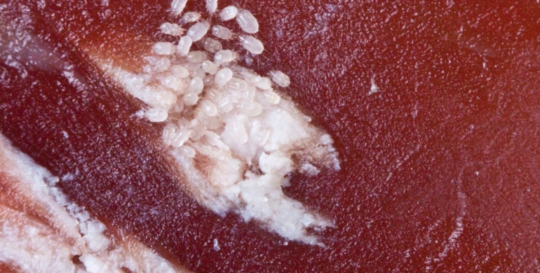 ¿Sabes qué son los ácaros del jamón?