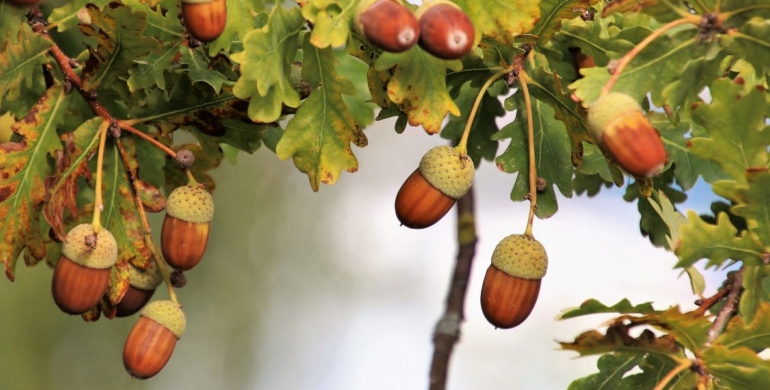 ¿Qué son las bellotas?
